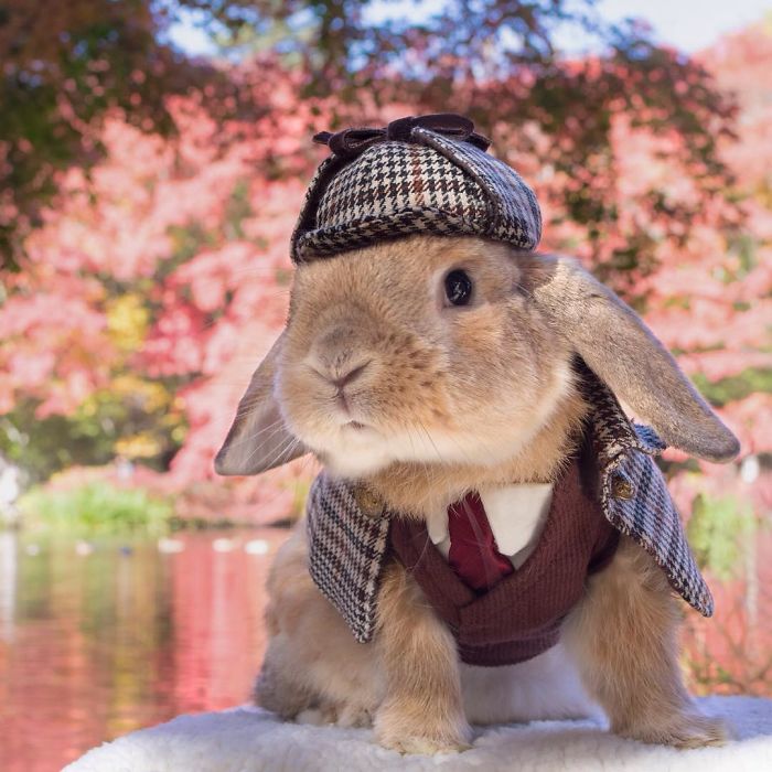 /storage/shares/uploads/files/worlds-most-stylish-bunny-puipui-10-571f6584060e9__700.jpg